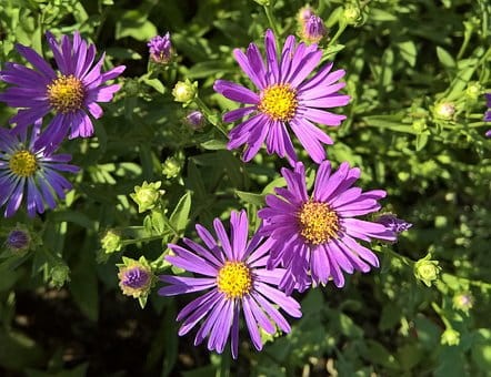 aster-krzaczasty-aster-dumosus-prof-anton-kippenberg-zielonapara-sadzonka-duza-zdrowa-fioletowe-kwiaty