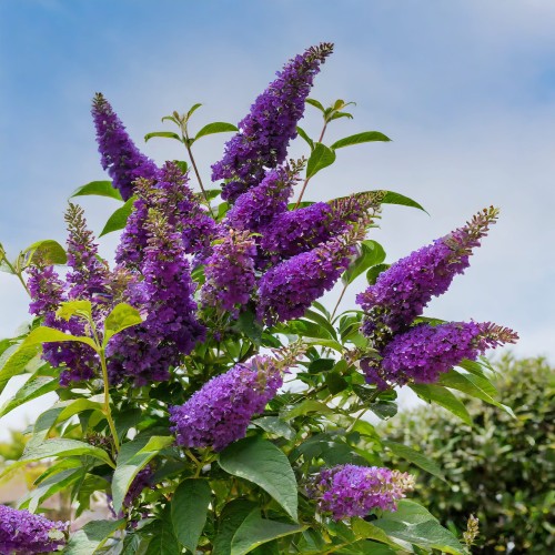 budleja-dawida-buddleja-davidii-black-knight-zielonapara-sadzonka-duza-zdrowa-ciemnofioletowe-kwiaty