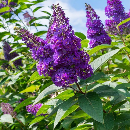 budleja-dawida-buddleja-davidii-black-knight-zielonapara-sadzonka-duza-zdrowa-ciemnofioletowe-kwiaty