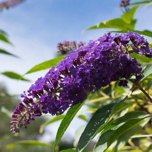 budleja-dawida-buddleja-davidii-black-knight-zielonapara-sadzonka-duza-zdrowa-ciemnofioletowe-kwiaty