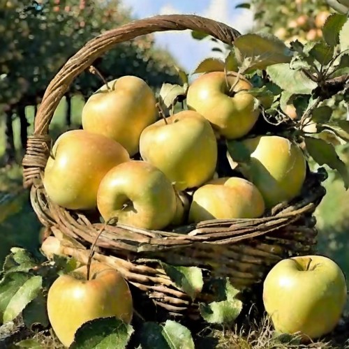 629ba52a29965043fb70828962f0a6af