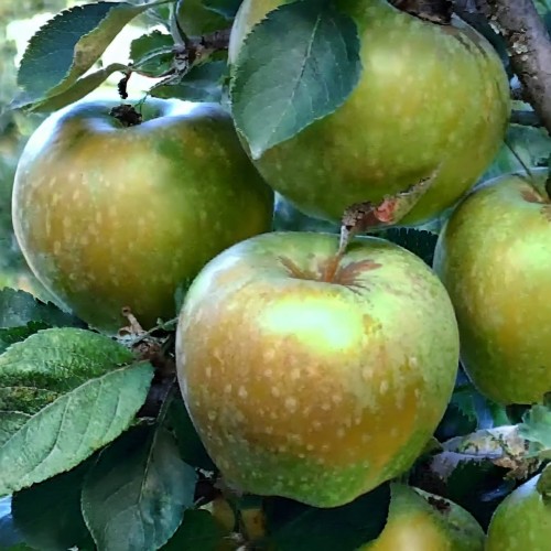 43344b4101288946d5ab383cacc8a177