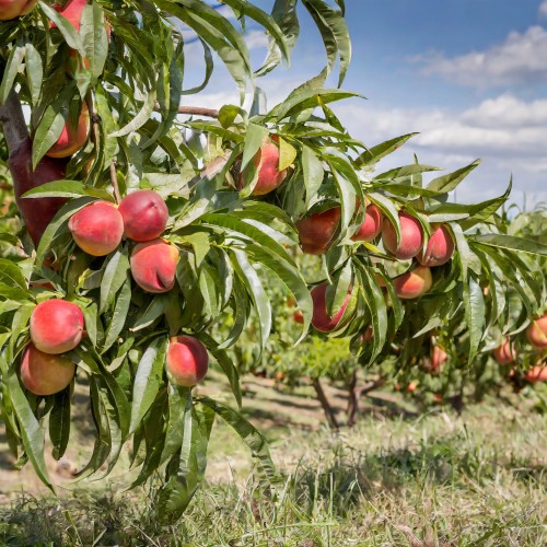 nektaryna-prunus-persica-var-nucipersica-fantazja-kopana-z-gruntu-zielonapara-sadzonka-duza-zdrowa-slodkie-owoce