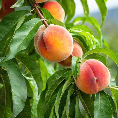 nektaryna-prunus-persica-var-nucipersica-fantazja-kopana-z-gruntu-zielonapara-sadzonka-duza-zdrowa-slodkie-owoce