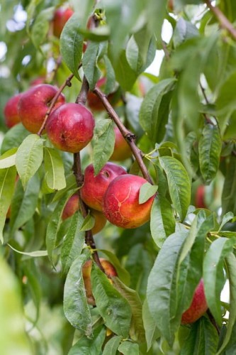 nektaryna-harco-prunus-persica-czerwono-zolte-owoce-drzewo-owocowe-sadzonka-sadzonki-zielona-para-zielonapara