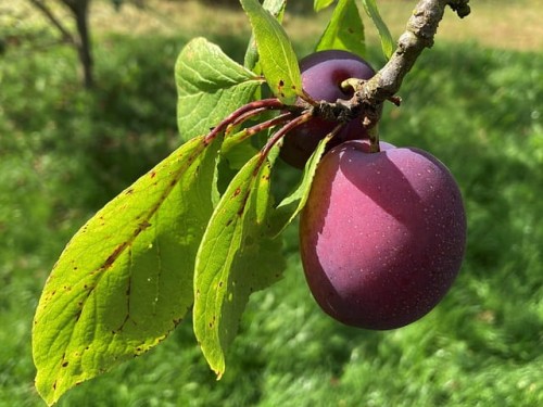 sliwa-renkloda-althana-prunus-domestica-zolto-zielone-owoce-drzewo-owocowe-sadzonka-sadzonki-zielona-para-zielonapara
