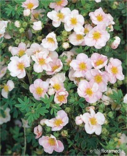 Pięciornik krzewiasty Pink Gueen