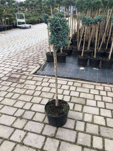 Świerk niebieski szczepiony na pniu