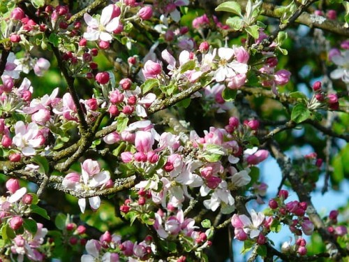 kwiat jabłoni flower apple.jpg