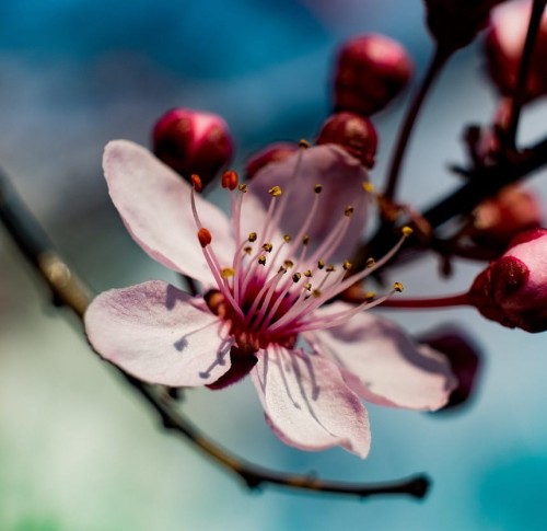 kwiat jabloni flower apple.jpg