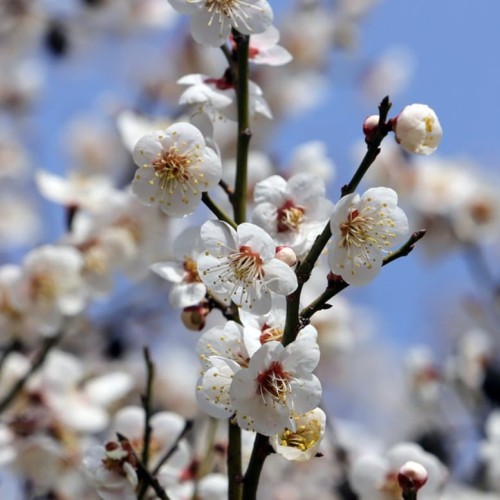 sliwa-wisniowa-prunus-cerasifera-duza-sadzonka-zdrowa-zielona-para.jpg