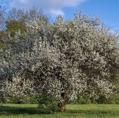 sliwa-wisniowa-prunus-cerasifera-duza-sadzonka-zdrowa-zielona-para.jpg