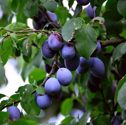 sliwa-renkloda-althana-prunus-domestica-zolto-zielone-owoce-drzewo-owocowe-sadzonka-sadzonki-zielona-para-zielonapara