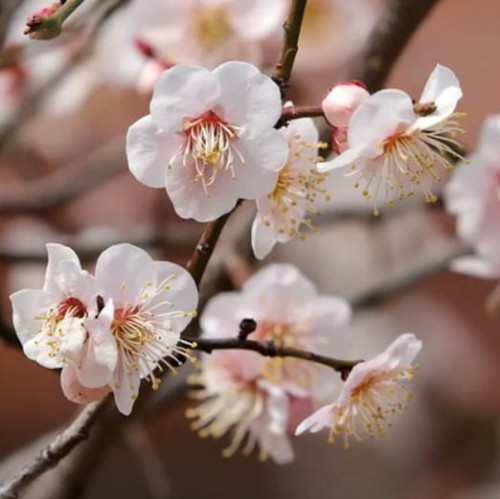 sliwa-renkloda-althana-prunus-domestica-zolto-zielone-owoce-drzewo-owocowe-sadzonka-sadzonki-zielona-para-zielonapara