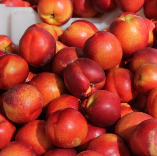 nektaryna-harco-prunus-persica-czerwono-zolte-owoce-drzewo-owocowe-sadzonka-sadzonki-zielona-para-zielonapara