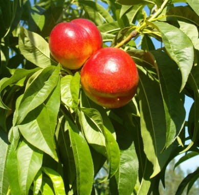 nektaryna-harco-prunus-persica-czerwono-zolte-owoce-drzewo-owocowe-sadzonka-sadzonki-zielona-para-zielonapara