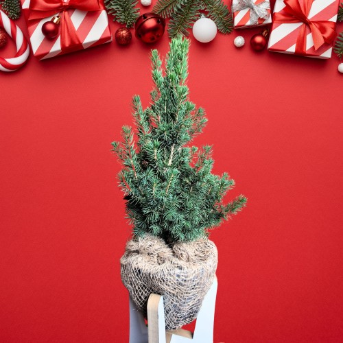 Projekt bez nazwy (1).jpg