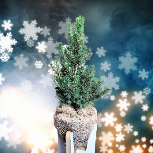 Projekt bez nazwy (6).png