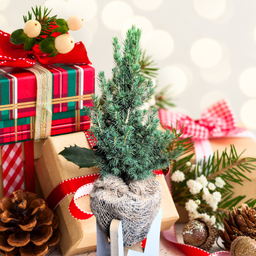 Projekt bez nazwy (7).png