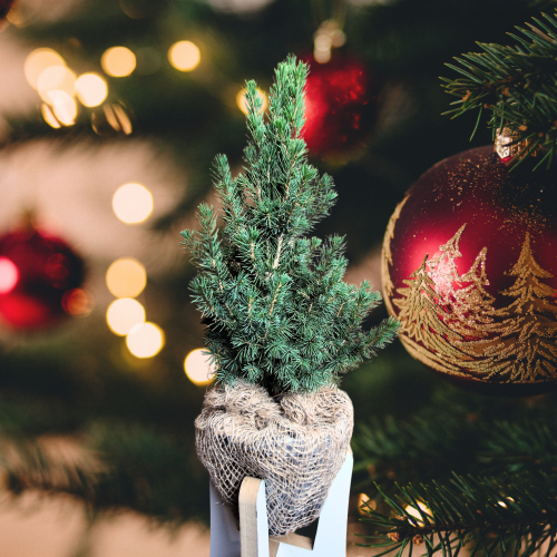 Projekt bez nazwy (8).png