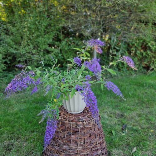 budleja-dawida-buddleja-davidii-wisteria-lane-zielonapara-sadzonka-duza-zdrowa-lawendowo-fioletowe-kwiaty