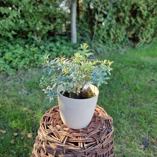 pieris-japonski-pieris-japonica-minor-zielonapara-sadzonka-duza-zdrowa-biale-kwiaty-zimozielony-krzew