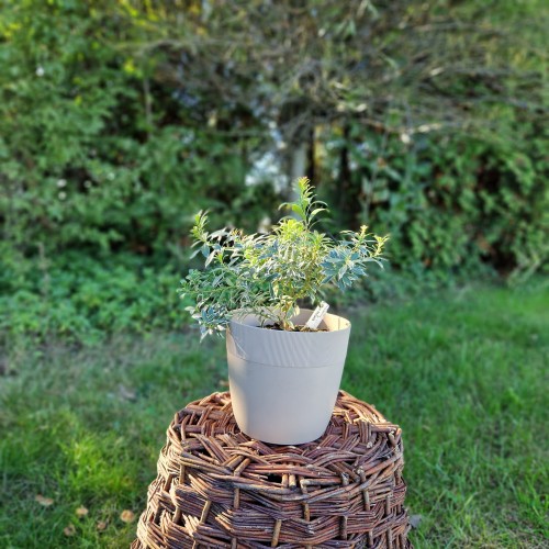 pieris-japonski-astrid-pieris-japonica-astrid-sadzonka-zielona-para