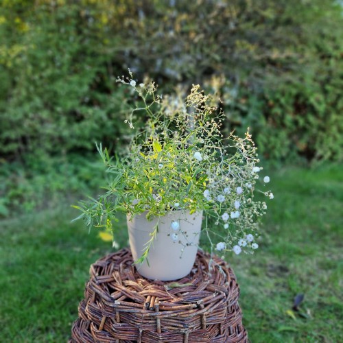 gipsowka-wiechowata-schneeflocke-gypsophila-paniculata-biale-kwiaty-bylina-80-100cm-sadzonka-sadzonki-zielona-para-zielonapara