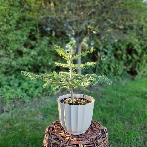 jodla-balsamiczna-abies-balsamea-sadzonka-zielona-para