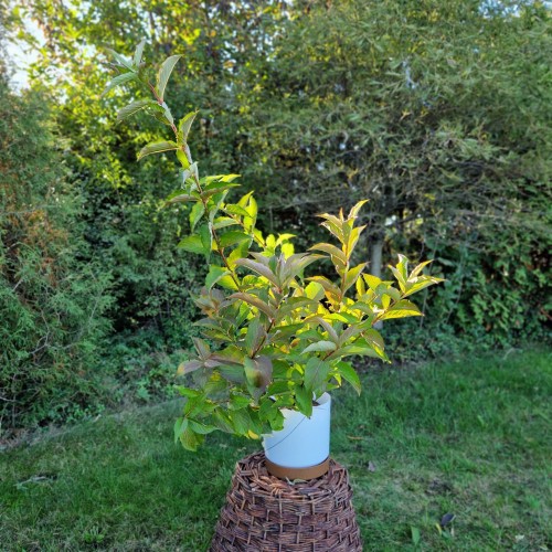 krzewuszka-cudowna-weigela-florida-golden-jeans-zielonapara-sadzonka-duza-zdrowa-zlocisto-zielone-liscie-rozowe-kwiaty