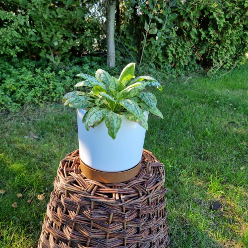miodunka-plamista-pulmonaria-officinalis-plamiste-liscie-rozowoniebieskie-kwiaty-bylina-do-cienia-sadzonka-sadzonki-zielona-para-zielonapara