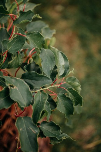 aktinidia-pstrolistna-actinidia-kolomikta-dr-szymanowski-zielonapara-sadzonka-duza-zdrowa-jadalne-owoce