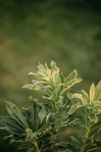 azalia-Azalea-Azalea-zielonapara-zielona-para-sadzonka-0672.jpg
