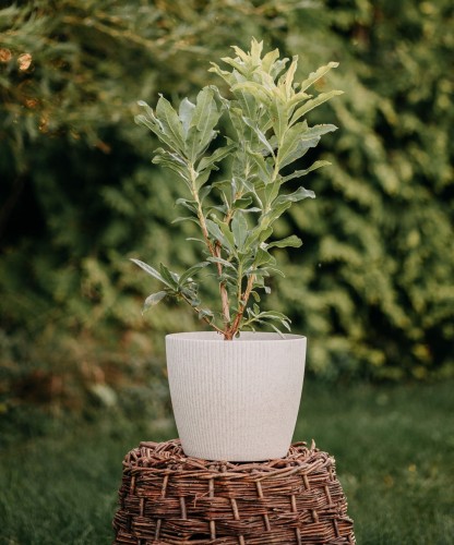 azalia-wielkokwiatowa-rhododendron-luteum-fireball-zielonapara-sadzonka-duza-zdrowa-czerwono-pomaranczowe-kwiaty