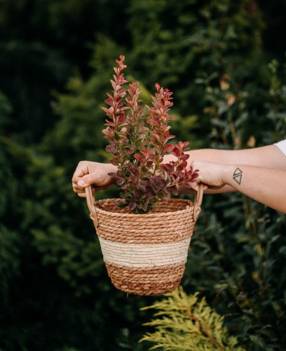 berberys-thunberga-berberis-thunbergii-losowa-odmiana-zielonapara-sadzonka-duza-zdrowa-ozdobne-liscie