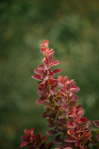 berberys-thunberga-berberis-thunbergii-florence-zielonapara-sadzonka-duza-zdrowa-czerwono-zielone-liscie