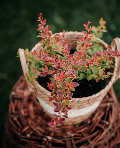 berberys-czerwony-z-żółtymi-obwódkami-liści-Berberis-thunbergii-czerwony-z-żółtymi-obwódkami-liści-zielonapara-zielona-para-sadzonka-0698.jpg