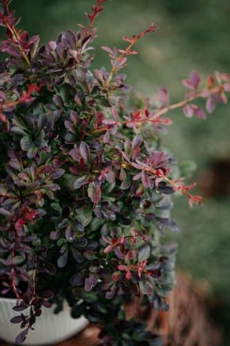 berberys-thunberga-berberis-thunbergii-atropurpurea-zielonapara-sadzonka-duza-zdrowa-purpurowe-liscie