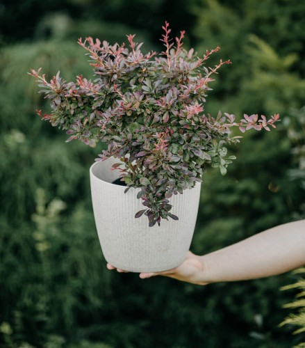 berberys-thunberga-berberis-thunbergii-red-dream-zielonapara-sadzonka-duza-zdrowa-czerwone-liscie