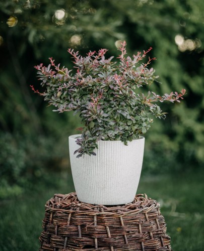 berberys-thunberga-berberis-thunbergii-red-dream-zielonapara-sadzonka-duza-zdrowa-czerwone-liscie