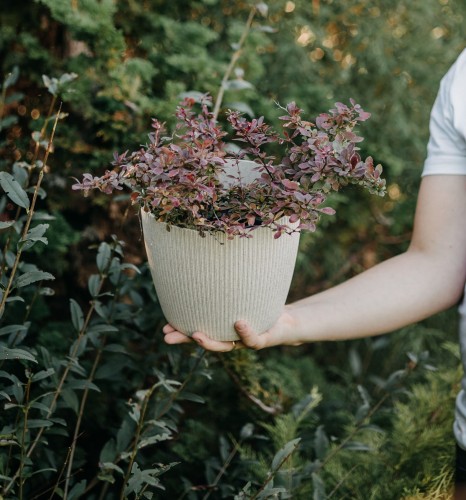 berberys-thunberga-berberis-thunbergii-chiquita-zielonapara-sadzonka-duza-zdrowa-zolto-pomaranczowe-liscie