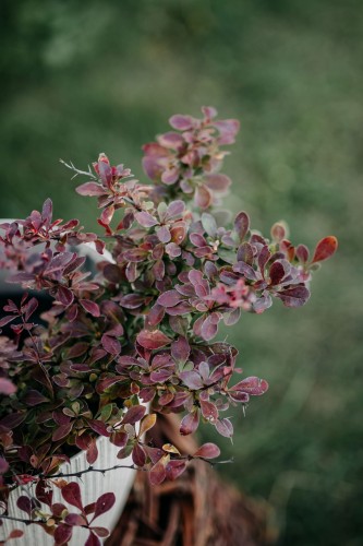 berberys-thunberga-berberis-thunbergii-darts-red-lady-zielonapara-sadzonka-duza-zdrowa-czerwone-liscie