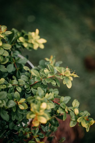berberys-posredni-berberis-media-dual-jewel-zielonapara-sadzonka-duza-zdrowa-pstre-czerwono-zolte-liscie