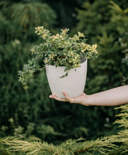 berberys-posredni-berberis-media-dual-jewel-zielonapara-sadzonka-duza-zdrowa-pstre-czerwono-zolte-liscie