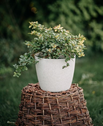 berberys-posredni-berberis-media-dual-jewel-zielonapara-sadzonka-duza-zdrowa-pstre-czerwono-zolte-liscie