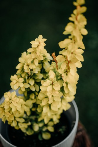 berberys-Thunberga-żółty-stożkowy-Berberis-thunbergii-zielonapara-zielona-para-sadzonka-0349.jpg