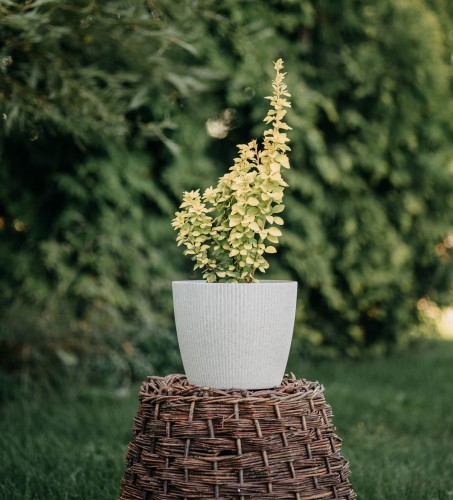 berberys-Thunberga-żółty-stożkowy-Berberis-thunbergii-zielonapara-zielona-para-sadzonka-0348.jpg