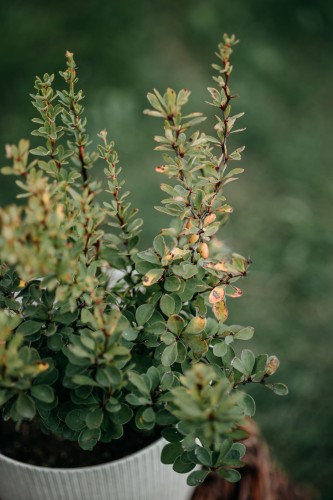 berberys-thunberga-berberis-thunbergii-erecta-zielonapara-sadzonka-duza-zdrowa-kolumnowy-pokroj-zielone-liscie