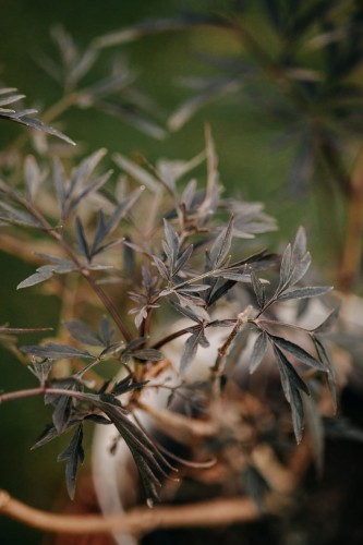 bez-czarny-sambucus-nigra-black-lace-zielonapara-sadzonka-duza-zdrowa-ciemne-az-prawie-czarne-liscie-rozowe-kwiaty