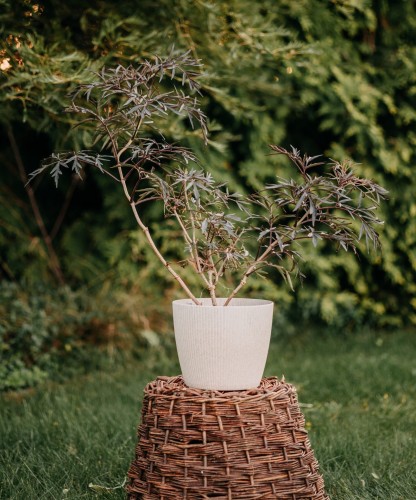 bez-czarny-sambucus-nigra-black-lace-zielonapara-sadzonka-duza-zdrowa-ciemne-az-prawie-czarne-liscie-rozowe-kwiaty